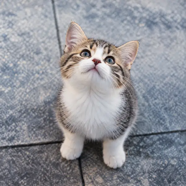 An animal example thumbnail.