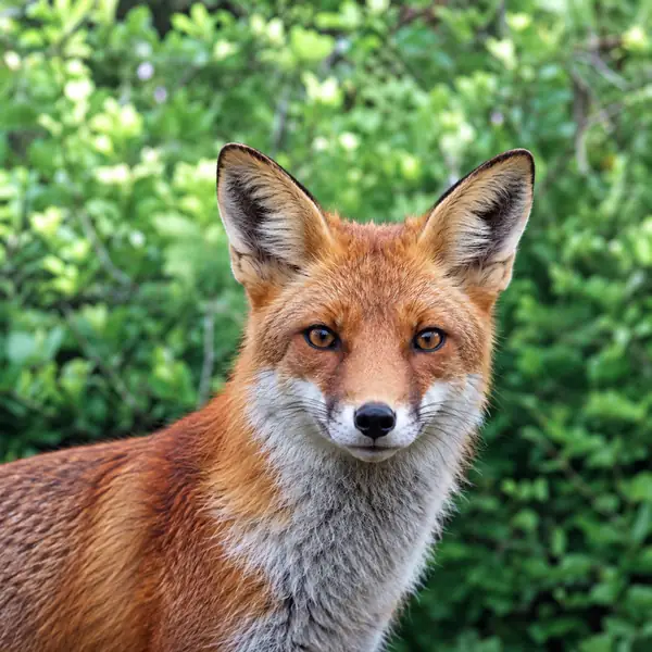 Animal photograph offered as an example image.